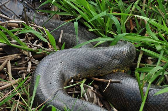 Uma enorme sucuri em meio ao terreno pantanoso do Hato El Cedral, na região dos llanos venezuelanos, perto da cidade de Mantecal